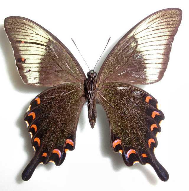 Papilio dehaanii tokaraensis Kagoshima-pe. Japan Aberration (Internet Image property of respective owner, non-commercial use only)